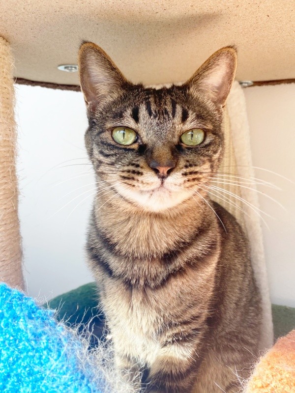 涼しげな表情を浮かべるワンダーくん（画像提供：キャットアパートメントコーヒーさん）