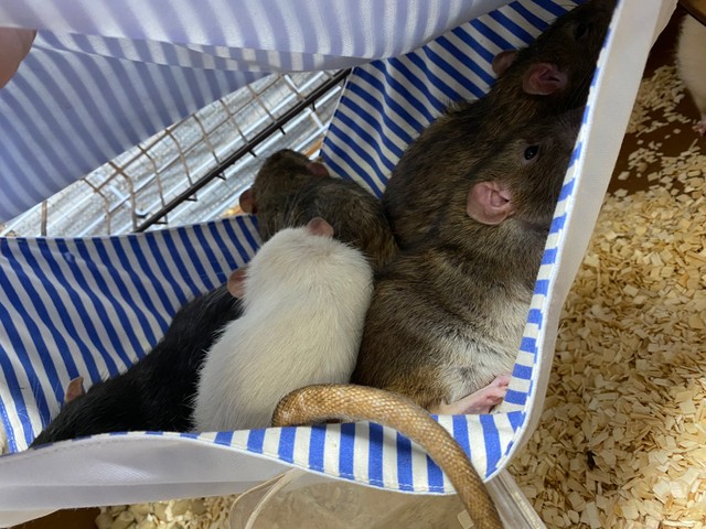 設置したハンモックにみんな集まってきたのだそう／おでんさん（@Odengtgt）提供