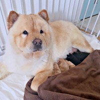 2026年3月23日、5匹の子犬を出産したブーちゃん（画像提供：CHOWCHOWFAMILYさん）