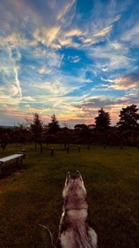 飼い主さんとともに美しい景色を眺めるサファイアくん 画像提供：サファイア王子シベリアンハスキーさん