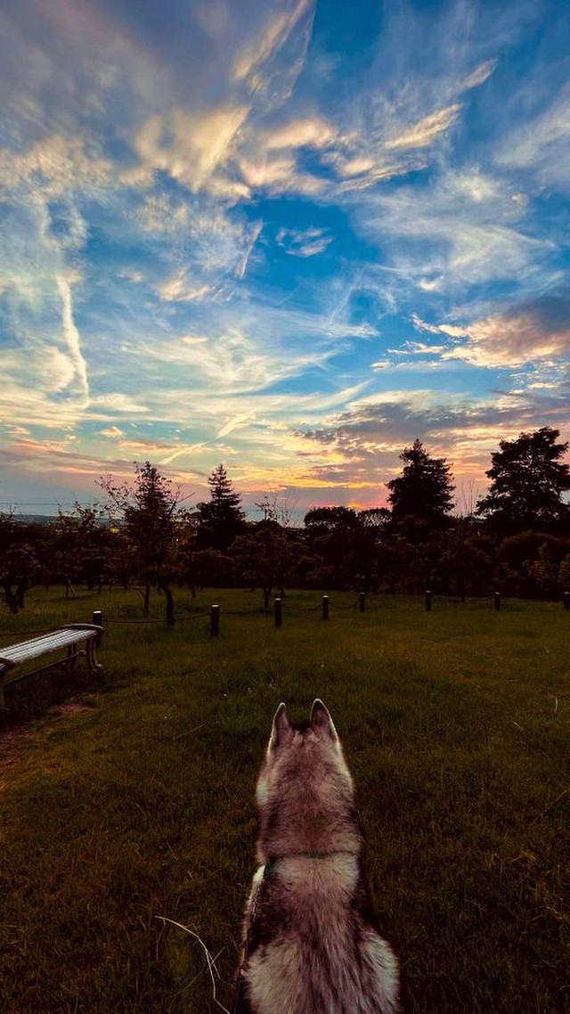 飼い主さんとともに美しい景色を眺めるサファイアくん 画像提供：サファイア王子シベリアンハスキーさん