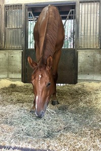牧草を食べる「大江号」。円安の影響で、牧草などの飼料価格が高騰しているという