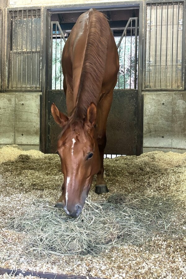 牧草を食べる「大江号」。円安の影響で、牧草などの飼料価格が高騰しているという