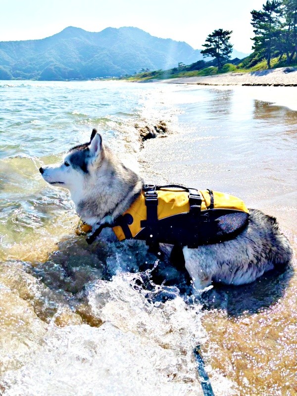 ライフジャケットを着て海を見つめるはるくん（画像提供：motoさん）