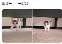 【ビフォー】保護直後のセルジオ悦子ちゃん（右）と、保護から2ヶ月後の様子（左）。そして現在の姿は……（画像提供：セルゥゥゥゥァァァァァさん）