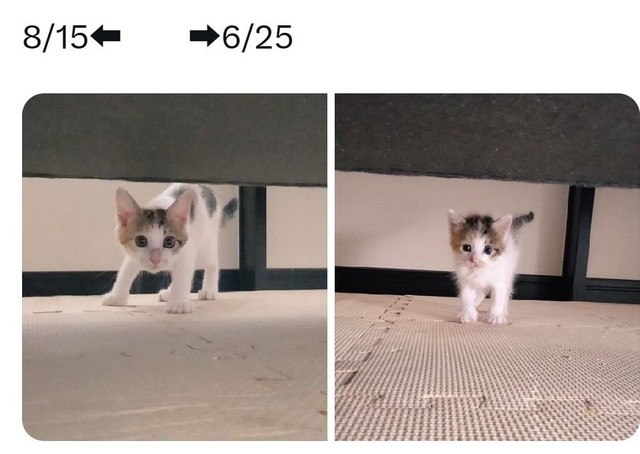 【ビフォー】保護直後のセルジオ悦子ちゃん（右）と、保護から2ヶ月後の様子（左）。そして現在の姿は……（画像提供：セルゥゥゥゥァァァァァさん）