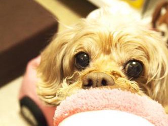 人間の言葉なんてわかるもん！ 現金すぎる愛犬ぷりぷり