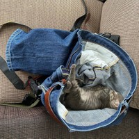 パパのジーンズの中で爆睡