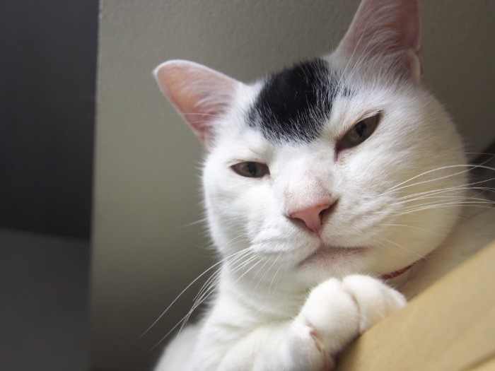 何度でも見ていいぞ、ヨロシク！