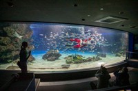 サンシャイン水族館で一番大きい、サンシャインラグーン水槽。MCはサンタダイバー！