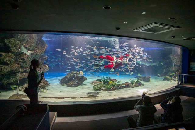 サンシャイン水族館で一番大きい、サンシャインラグーン水槽。MCはサンタダイバー！