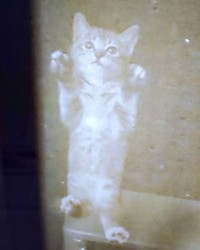 母猫に連れられ、網戸をよじ登ったココロちゃん（画像提供：ココロさん）