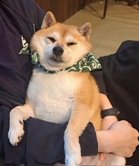 仰向けで寝るのが好きな鳩豆ちゃん（提供：鎌倉乃豆柴カフェさん）