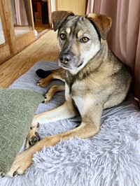 のんびりとくつろぐころくくん（画像提供：保護犬ころくさん）