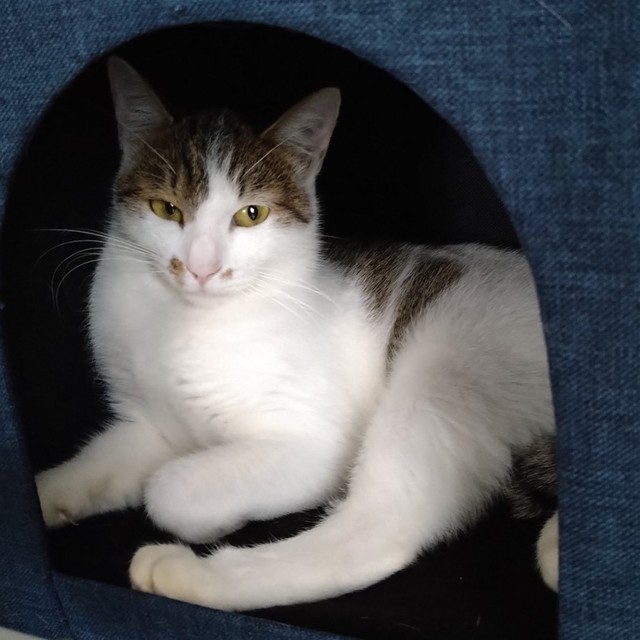 保護して2週間。少しおうちに慣れてきたミルちゃん（画像提供：こうめさん）