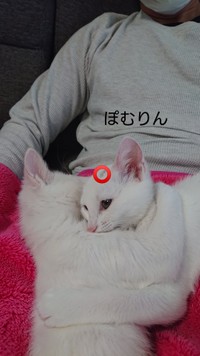 頭にある黒い斑点の数が1つなのがぽむりん