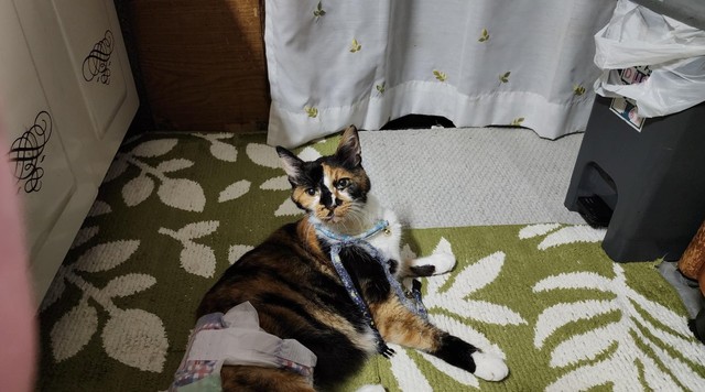 それでも調子がいい時は水道で水を飲みたがった