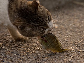 猫は本当に魚好き？　食に敏感な猫の「ごちそう」とは