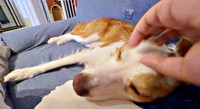 ソファに寝そべってなでなでしてもらうるいちゃん（画像提供：るいとあおの日常さん）