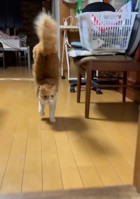 逆立ち歩きをする猫ちゃん（凛さん提供、Instagramよりキャプチャ撮影）