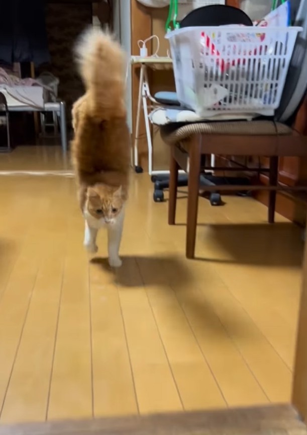 逆立ち歩きをする猫ちゃん（凛さん提供、Instagramよりキャプチャ撮影）