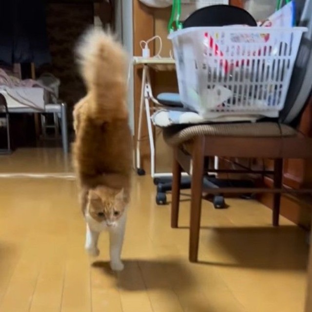 逆立ち歩きをする猫ちゃん（凛さん提供、Instagramよりキャプチャ撮影）