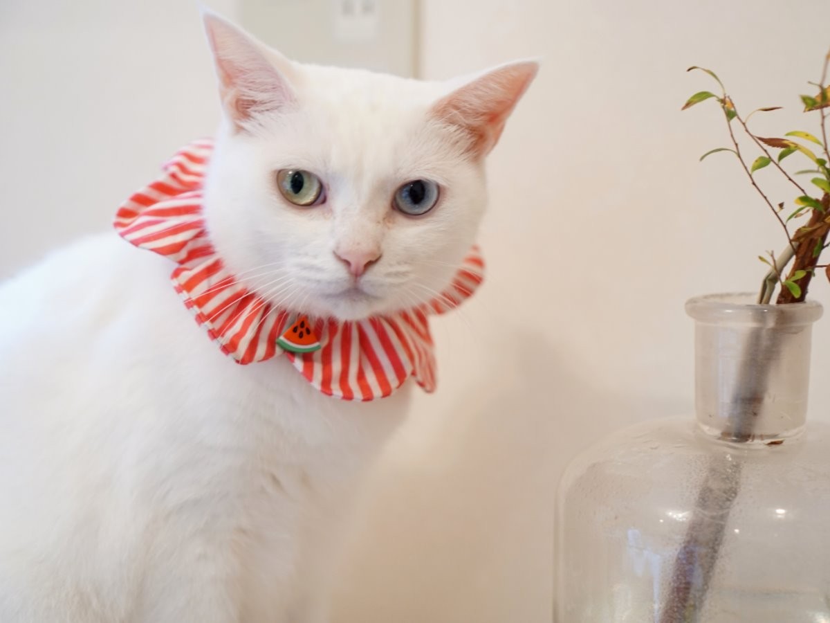 白猫のお尻で有名になった女性 明るくのびのび保護活動 犬 猫との幸せな暮らしのためのペット情報サイト Sippo
