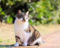 公園にいた頃、他の地域猫と群れなかった