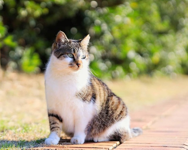 公園にいた頃、他の地域猫と群れなかった