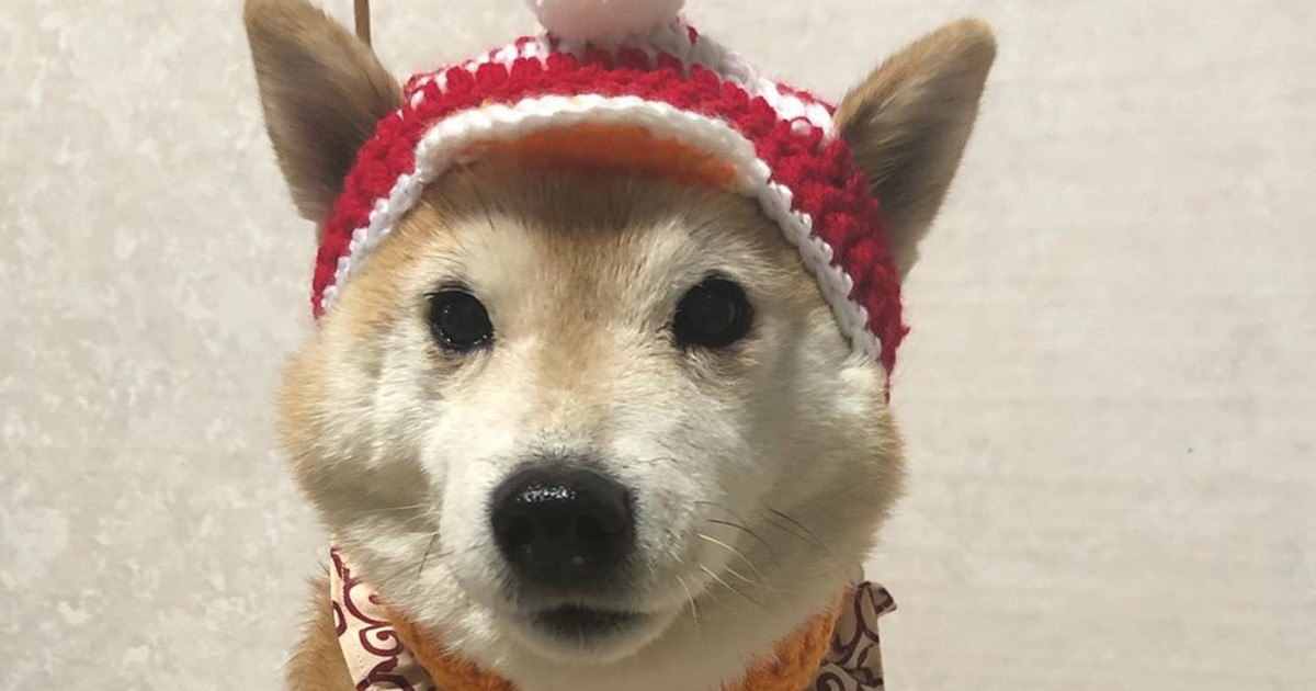 つぶらな瞳の柴犬「サクラ」、いっぱい甘えていいんだよ | 「犬や猫と