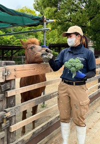 カッピーの糞を肥料にふれあい農園で育てたブロッコリーを早く食べたそうに見ています（神戸市立王子動物園提供）