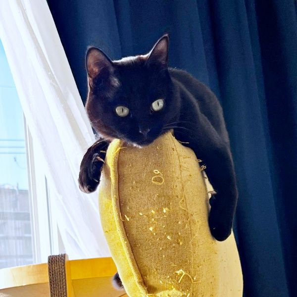 繁華街でひとりぼっちだった子猫…“命のリレー”で結ばれた縁 先住猫に守