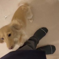 パパ、お帰りなさい（動画よりキャプチャ、画像提供：ちゃちゃさん）