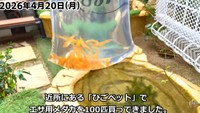 放流するメダカは近所のペットショップで購入／投稿主さん提供