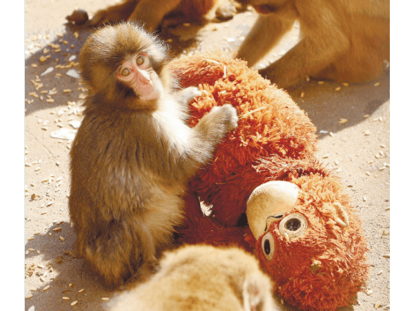 ぬいぐるみ 手放せないよ～ ｜ 朝日小学生新聞 | 朝日中高生新聞