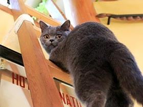 「短命でも、一緒に幸せに」　心臓病の子猫を迎えた夫妻に胸アツ