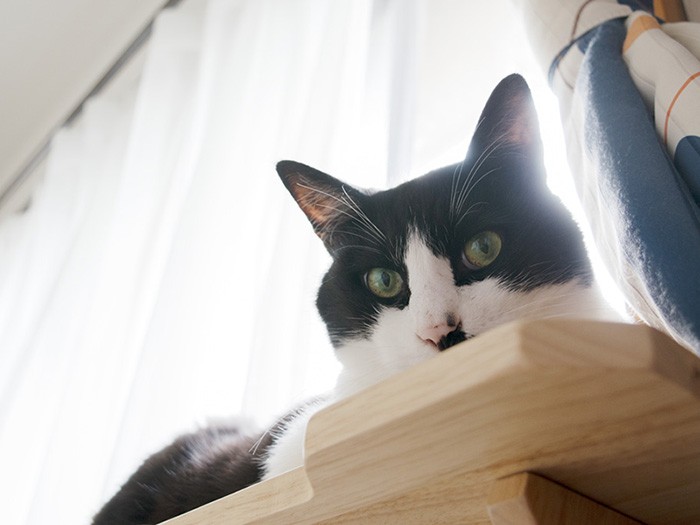 「下界はバタバタ忙しそうだね」（小林写函撮影）
