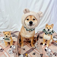 ろくくんが3匹に増えた！？ 分身の術のようなおもしろショット（画像提供：柴犬 ろくさん）
