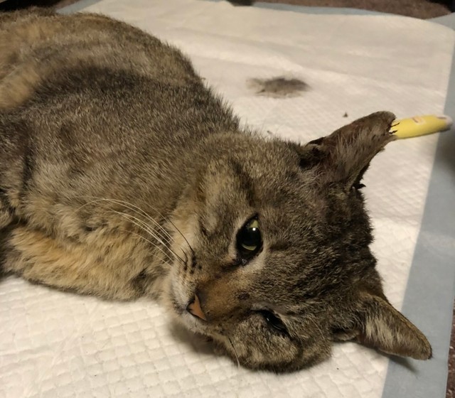 保護当時の大ちゃん