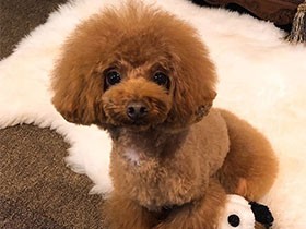 ぬいぐるみブンブン振り回しちゃうよ　トイプーの「空」