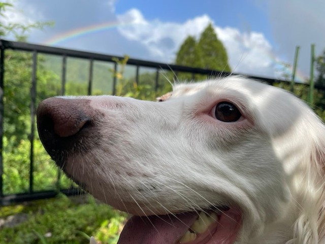 睡眠中は白目＆いびきが玉にキズの麦ちゃんですが、実は美女犬なんです（画像提供：みのかさ さん @inekaratukutta）