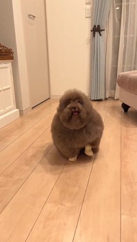 軽快なステップで大地を踏み鳴らす！（提供：ごつもりプードルさん）
