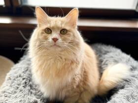 ほんの少しでも日々慣れてきていることが嬉しい！　複雑な過去を持つ元保護猫「ミルク」