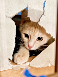 保護から2カ月、ふすまに穴を開けたきなこくん（画像提供：まっちゃさん）