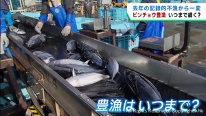 ビンチョウマグロの水揚げが好調　いつまで続く