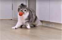 ①ボールがきた！