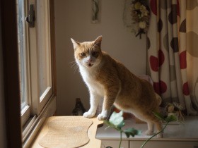 順風そうに見えた初日から一転　野良猫「にゃーにゃ」との暮らしは波乱の幕開けに