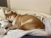 「家では自分のクレートも好きですが、ヒトの布団を奪うことも多いです」（提供：柴犬ロコさん）