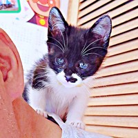 肩乗り大好きっ子になったまぎちゃん（画像提供：hiro_8083さん）