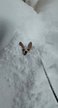 すっぽり（画像提供：きなこ @ 北海道コーギーさん）